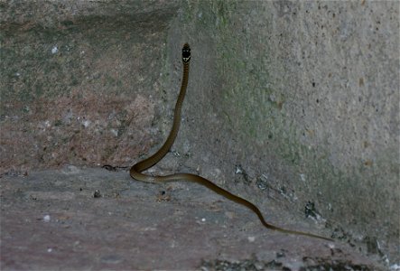 Ringelnatter (Natrix natrix) in Castagneto Carducci