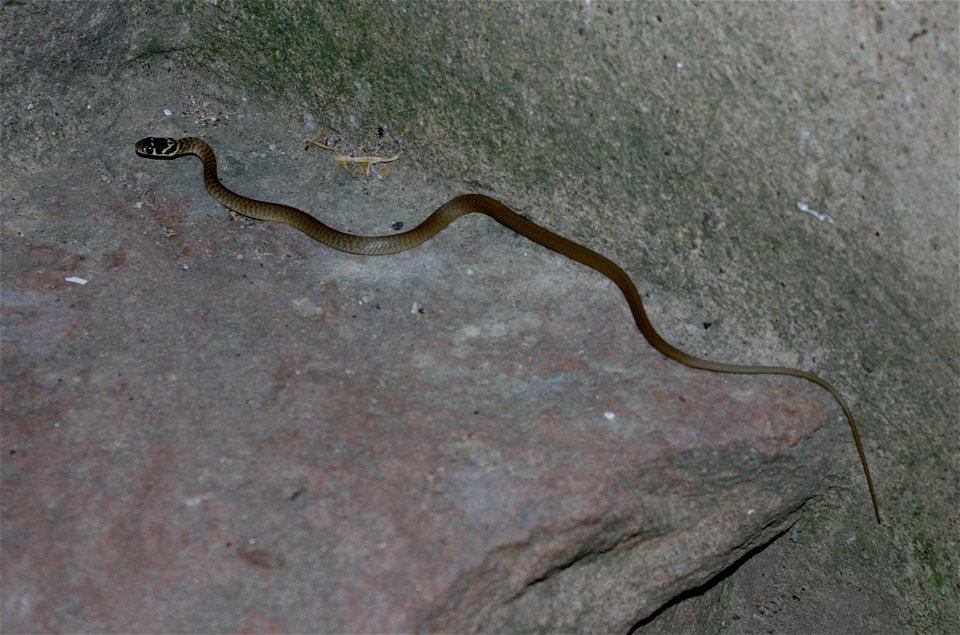Ringelnatter (Natrix natrix) in Castagneto Carducci