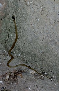 Ringelnatter (Natrix natrix) in Castagneto Carducci