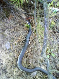 Grass snake on the beach in Janówek, Poland.