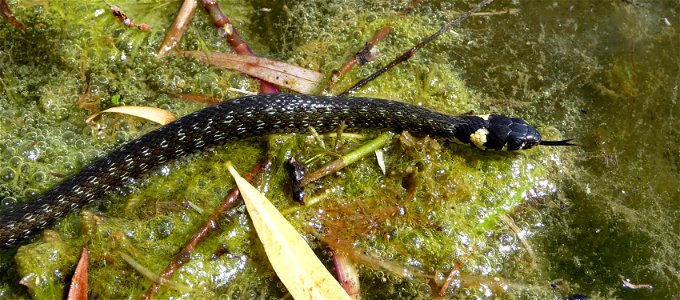 The grass snake (Natrix natrix) moves through a bog. Ukraine.
