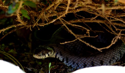 Natrix natrix beyond a shrub.