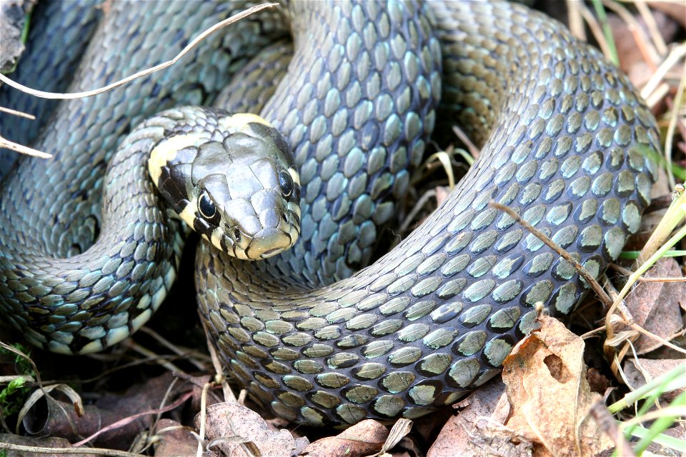 Grass Snake close-up