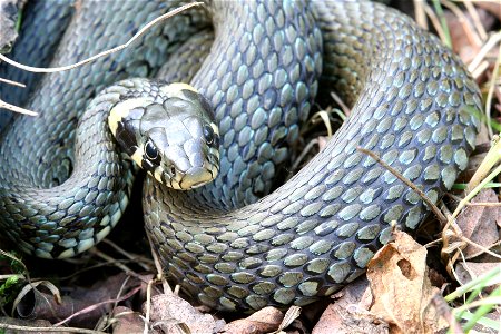 Grass Snake close-up