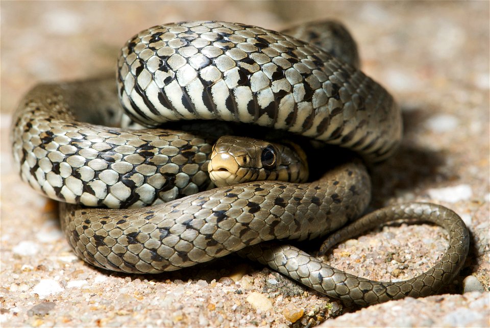 The European Grass Snake (Natrix natrix), sometimes called the Ringed Snake or Water Snake is a non-venomous snake. It is often found near water and feeds almost exclusively on amphibians. The specime