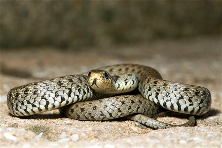 The European Grass Snake (Natrix natrix), sometimes called the Ringed Snake or Water Snake is a non-venomous snake. It is often found near water and feeds almost exclusively on amphibians. The specime