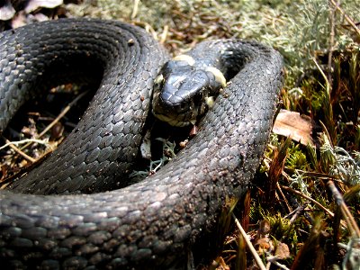 Natrix natrix, photo taken in  Sweden