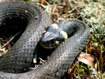 Natrix natrix, photo taken in  Sweden