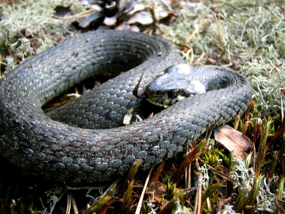 Natrix natrix, photo taken in  Sweden