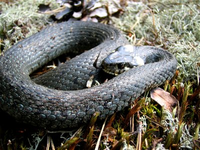 Natrix natrix, photo taken in  Sweden