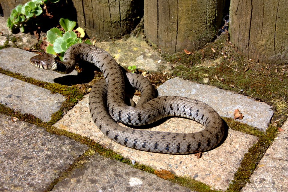 Natrix natrix in the sun, after a fight with a cat.