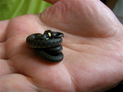 Juvenile Natrix natrix, found near Iława, Poland