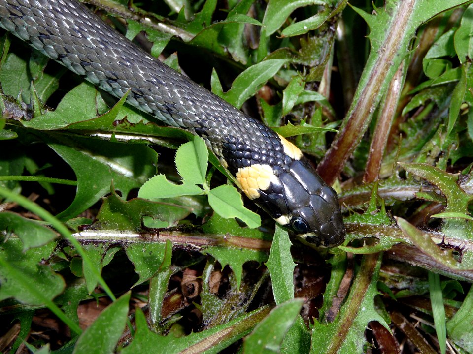 The young grass snake (Natrix natrix), Ukraine.