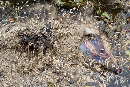 Decomposing Virginia Opossum (Didelphis virginiana), showing maggots. photo