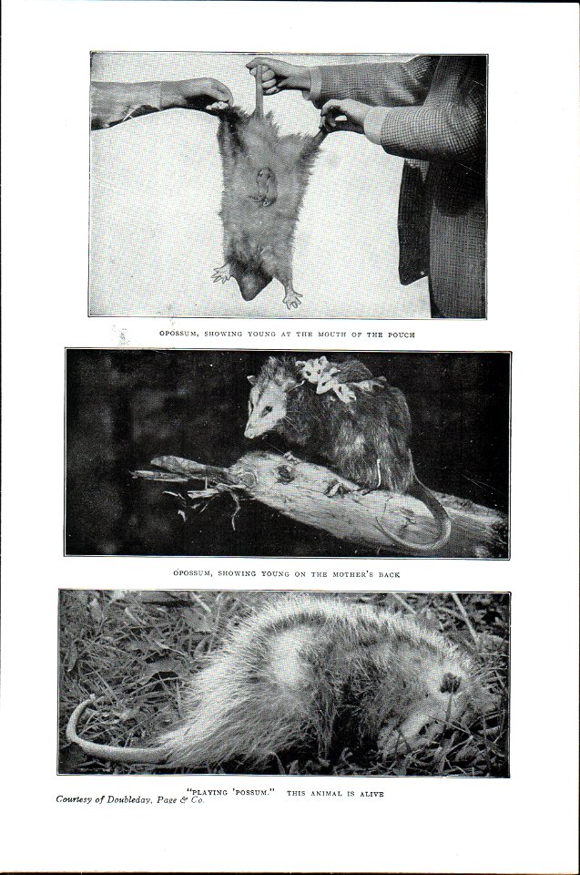 The New Student's Reference Work