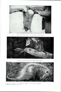 The New Student's Reference Work
