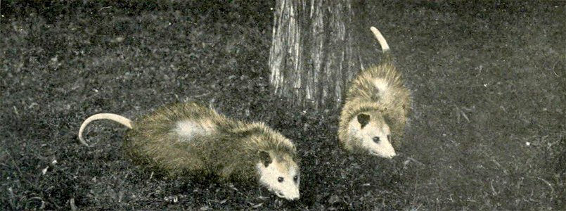 Photograph of 2 opposums.