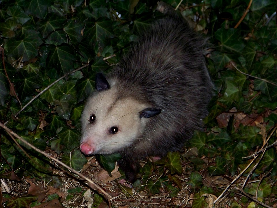 Photograph of the common opossum