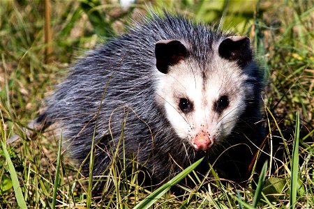 The Virginia opossum is the only marsupial indigenous to North America.  As if carrying their young in an abdominal pouch isn't odd enough, their ability to withstand poisonous snake bites, such as ra