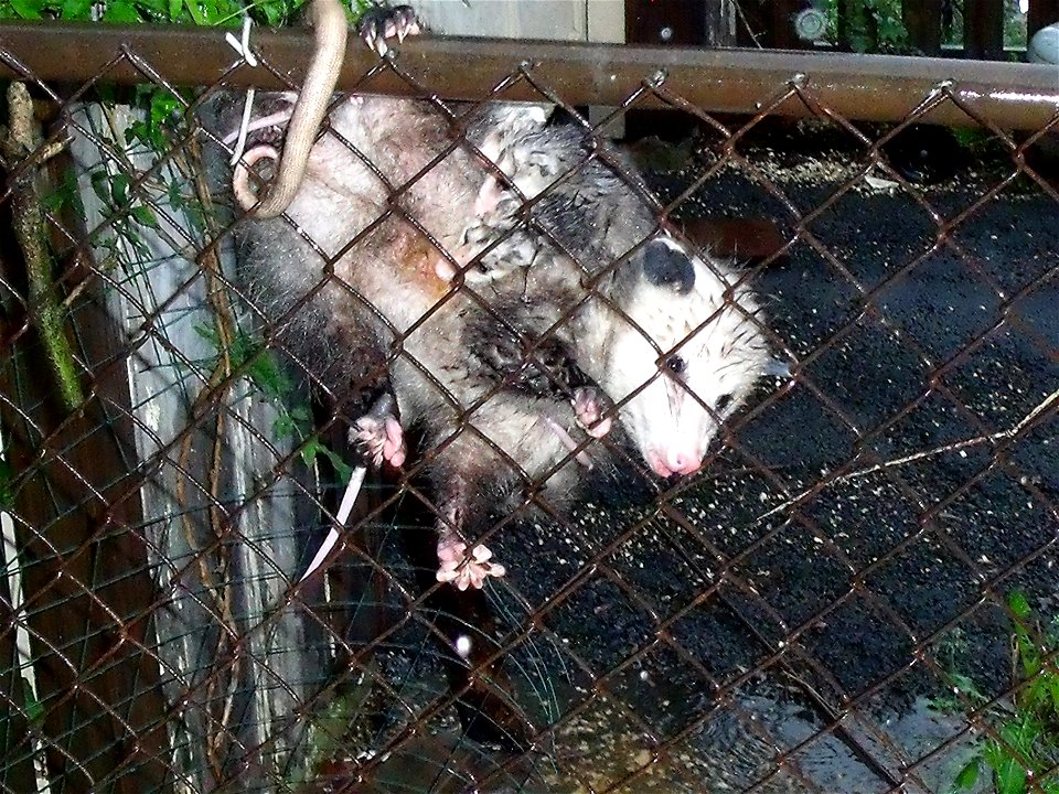 Mother Opossum with young
