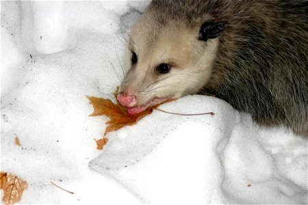 Didelphis virginiana in Minnesota. photo