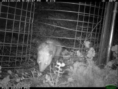 An opossum at the one-way gate near the 23 Freeway.