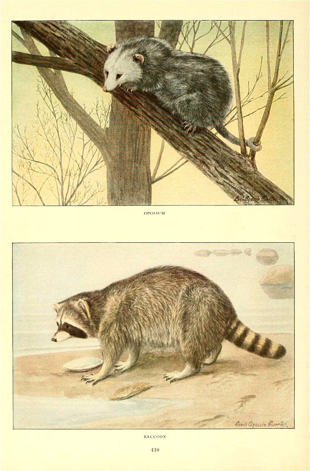 OPOSSUM 
■»4&£»I-Sfrt« 
/^COri Oi^JyjiK 't-Ufk, 
RACCOON 

410