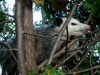 Virginia Opossum (Didelphis virginiana) in a juniper tree in northeastern Ohio. photo