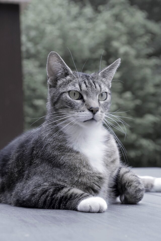 Animal cat lying young cat