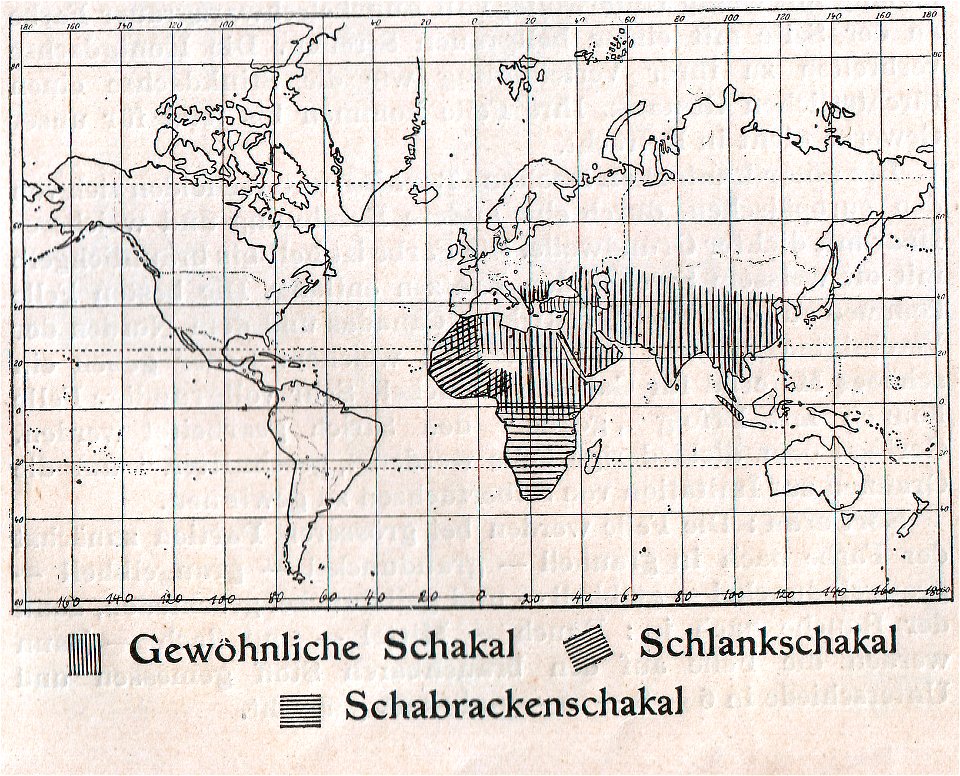 Weltkarte der Verbreitung der Schakale (1910).