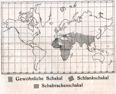 Weltkarte der Verbreitung der Schakale (1910).