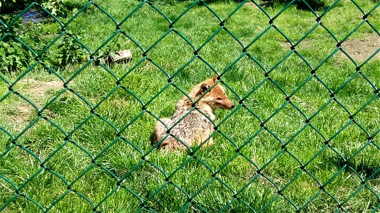 Goldschakal im Tierpark Rosegg, Kärnten
