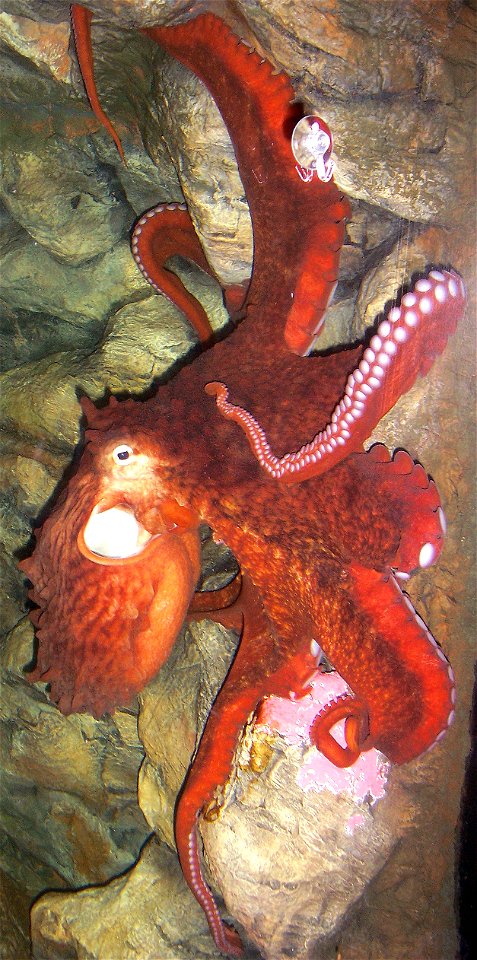 Enteroctopus dofleini at the national aquarium in Washington DC