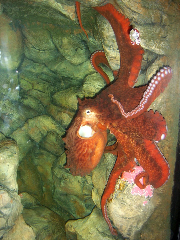 Enteroctopus dofleini at the national aquarium in Washington DC