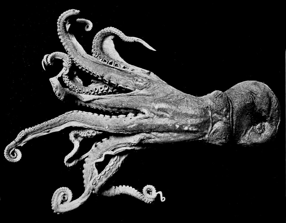 Enteroctopus dofleini