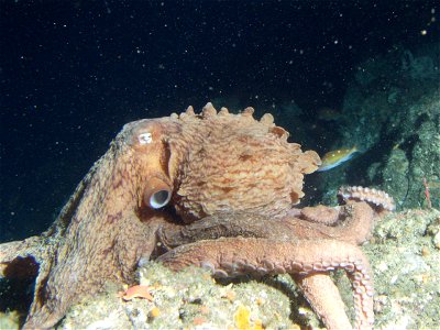 A Pacific Giant Octopus (Enteroctopus dolfeini) was observed off Point Piños, California, in August 2004 at a depth of 65 meters during sanctuary sea floor monitoring surveys using the Delta submersib photo