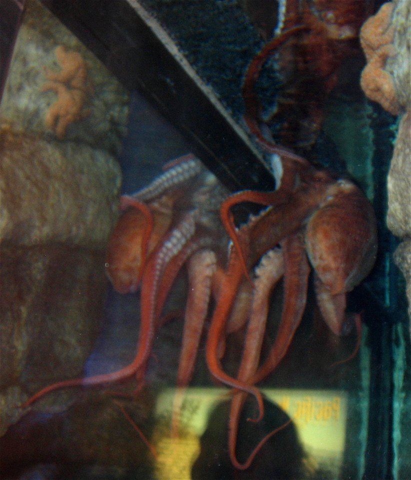 Giant Octopus (Enteroctopus dolfeini)