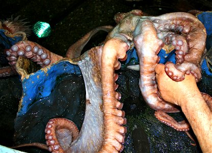 Octopus at the New England Aquarium. 


Credit: Bill Butcher/USFWS