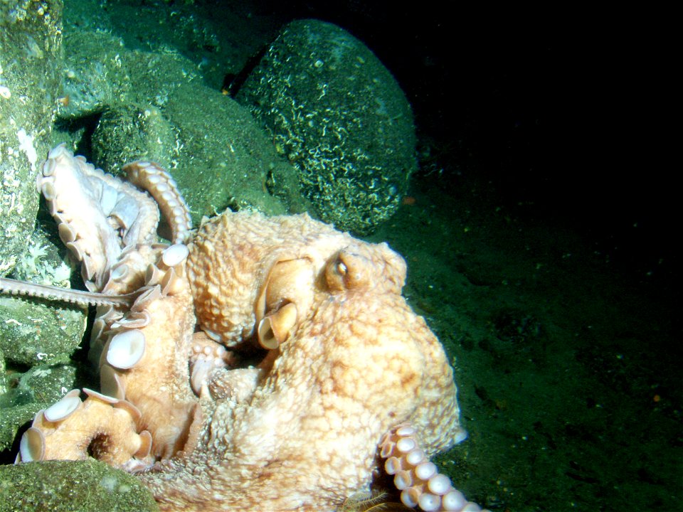 Giant pacific octopus Enteroctopus dofleini (Wülker, 1910)  (synonym: Octopus dofleini) on boulder habitat at 115 meters depth. Latitude 38 02 N., Longitude 123 29 W. California, Cordell Bank National
