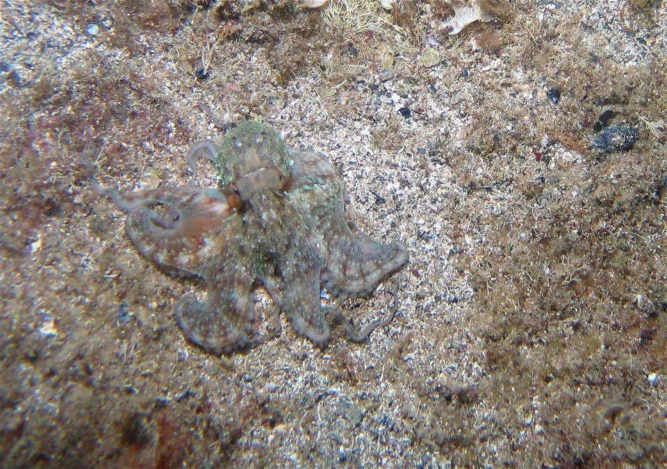 Juvenile octopus (presumably O. vulgaris)