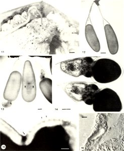 : American malacological bulletin
Identifier: americanmal4519861987amer (find matches)
Year: 1983 (1980s)
Authors: American Malacological Union
Subjects: Mollusks; Mollusks
Publisher: (Hattiesburg, Mi