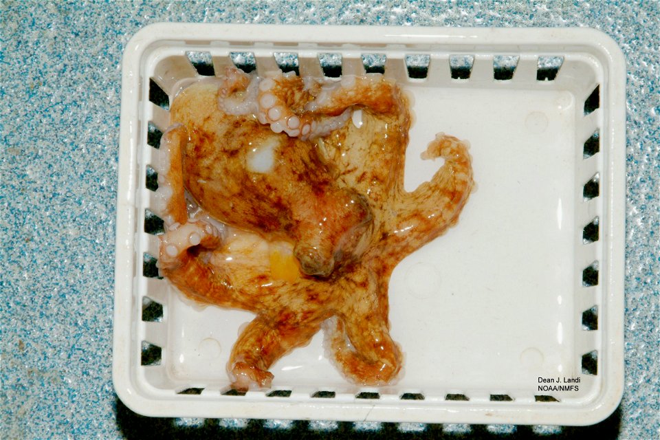 Common octopus (Octopus vulgaris). Gulf of Mexico.