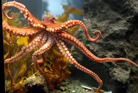 Octopus at Kelly Tarlton's