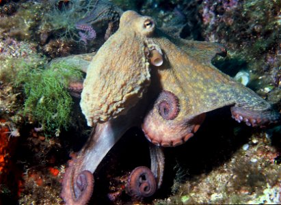 Octopus vulgaris photo