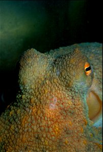 Octopus vulgaris. 
La pupille est horizontale.