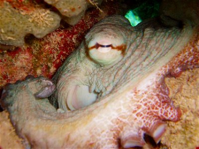Eye of common octopus.  U. S. Virgin Islands, Coki Beach, St. Thomas. 2004.