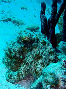 Common octopus.  U. S. Virgin Islands, Coki Beach, St. Thomas.