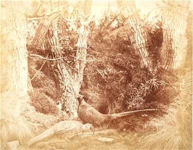 Two Pheasants in a wood