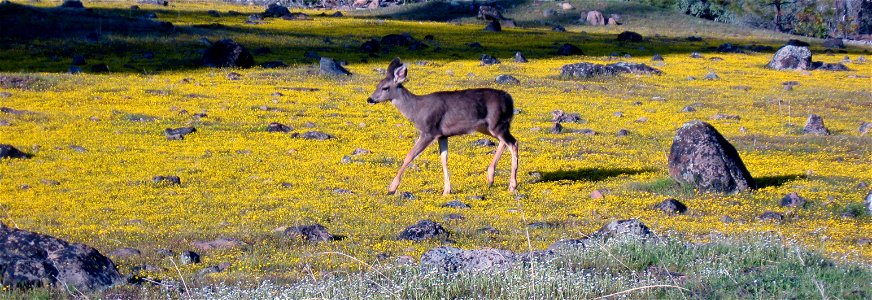 Deer walking in goldfield flowers on Grant Ridge on the MiWok Ranger District of the Stanislaus National Forest.  Photo by Alice Poulson.