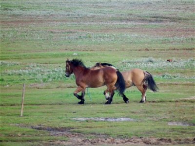 Gallopierende Pferde auf einer Salzwiese der ostfriesischen Nordseeinsel Juist (Niedersachsen, Deutschland); nicht davon stören läßt sich der wenige Meter entfernte, futtersuchende Jagdfasan (Phasianu